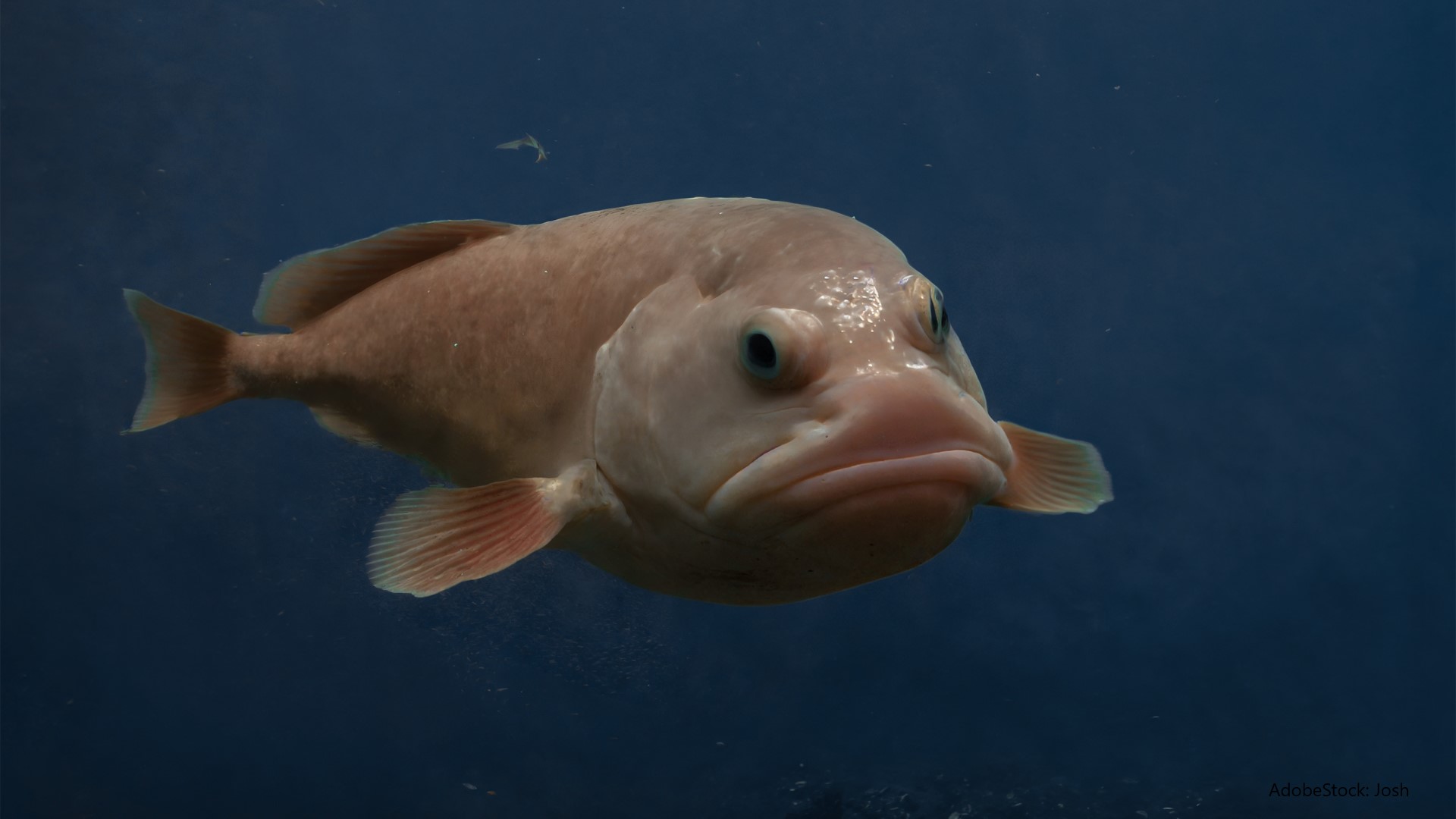 Fisch Vom Kutter Preise Travemünde Fisch - Rezepte Suchen