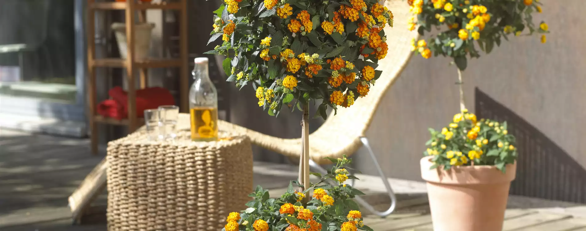 Florawelt Dorsten Gmbh Gahlener Straße Dorsten FloraWelt - Premium-Gärtnerei aus Dorsten