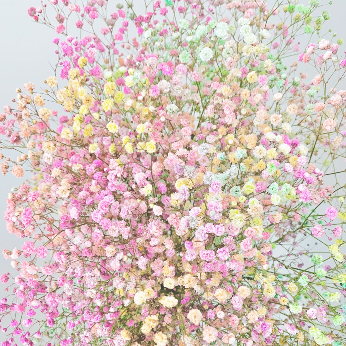 Floral Studio Bekemeier Und Jasper Gmbh