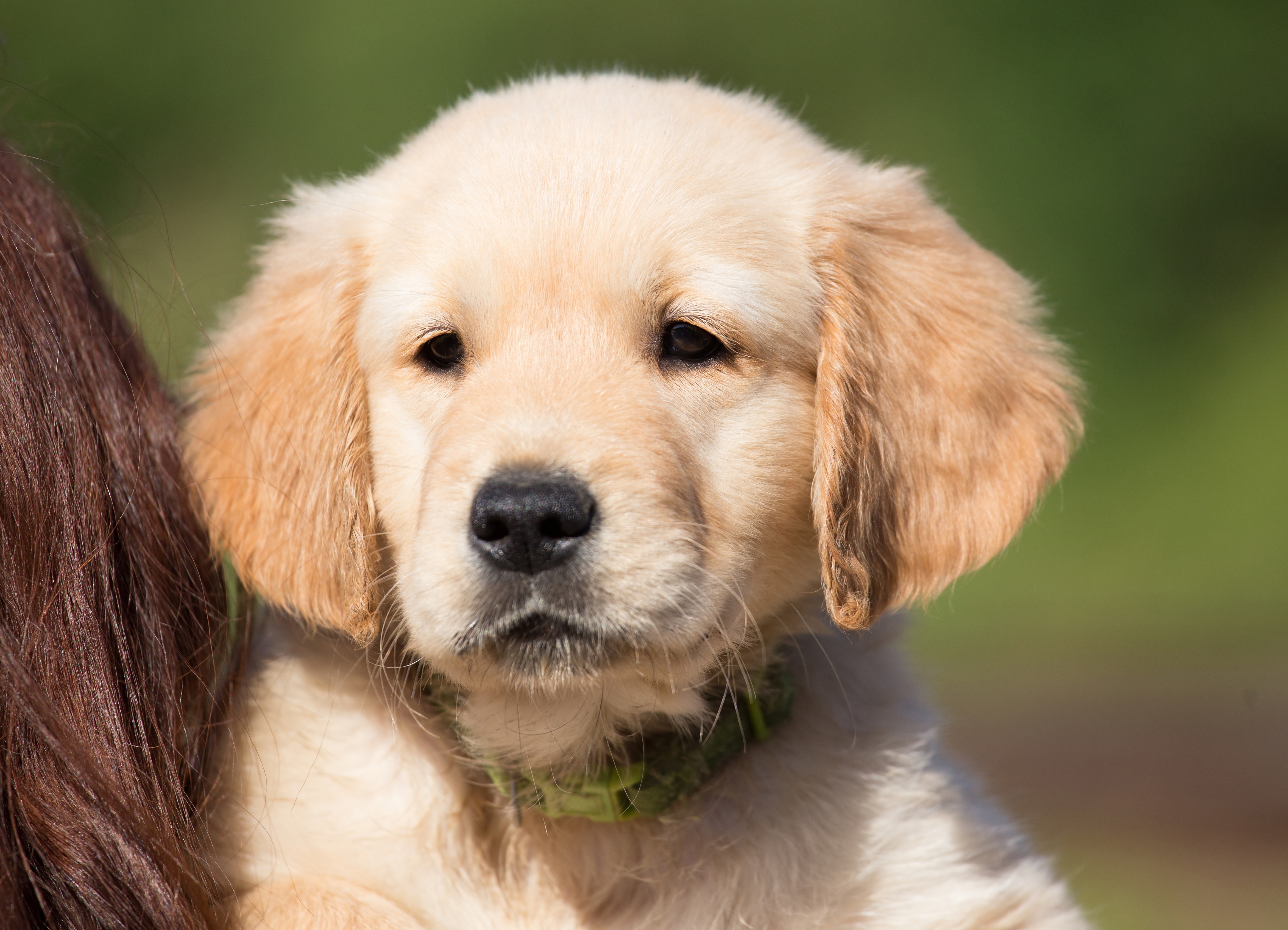 Hunde Zu Verschenken In Lübeck Free Images : puppy, pet, young, nose, golden retriever, vertebrate