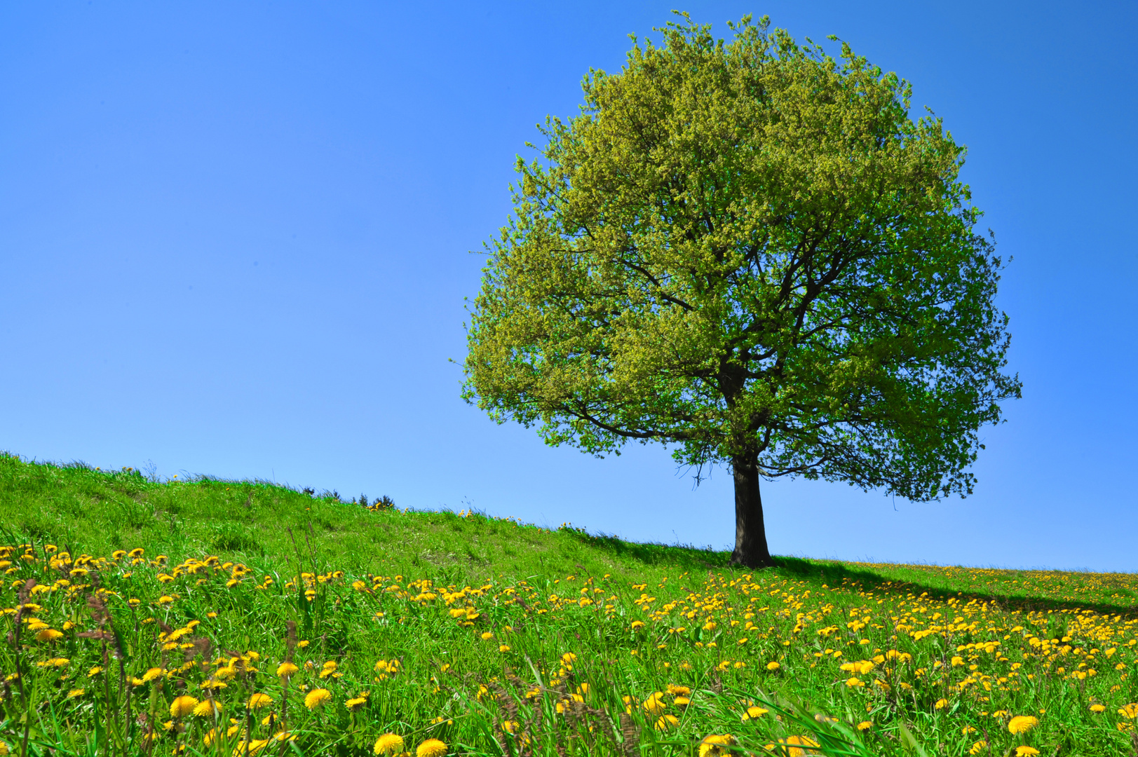 Baum Mit Roten Beeren Name freistehender Baum Foto & Bild | landschaft, Äcker, felder & wiesen