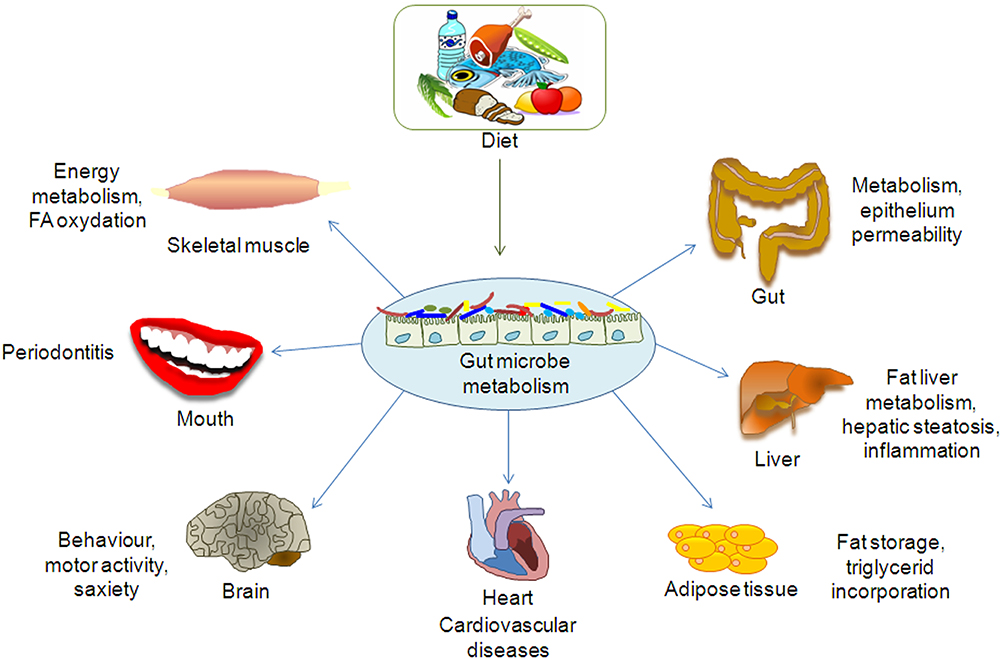 Gut Und Günstig Essen In Neustadt An Der Weinstraße Frontiers | Gut Microbiota Profiling: Metabolomics Based Approach to