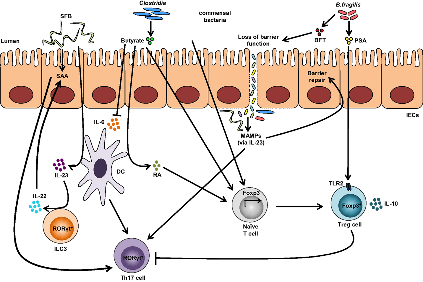 Gut Und Günstig Essen In Neustadt An Der Weinstraße Frontiers | The Treg/Th17 Axis: A Dynamic Balance Regulated by the Gut