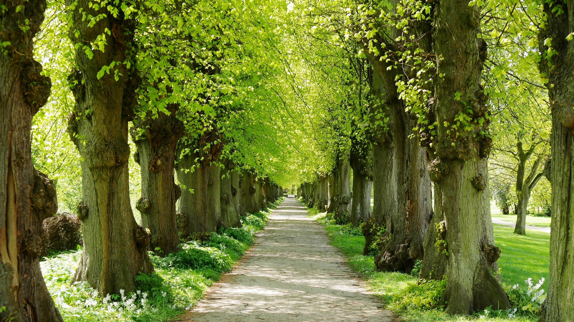 Allee Der Bäume Des Jahres Frühling, eine Allee erblüht Foto & Bild | bäume, grün, frühling Bilder