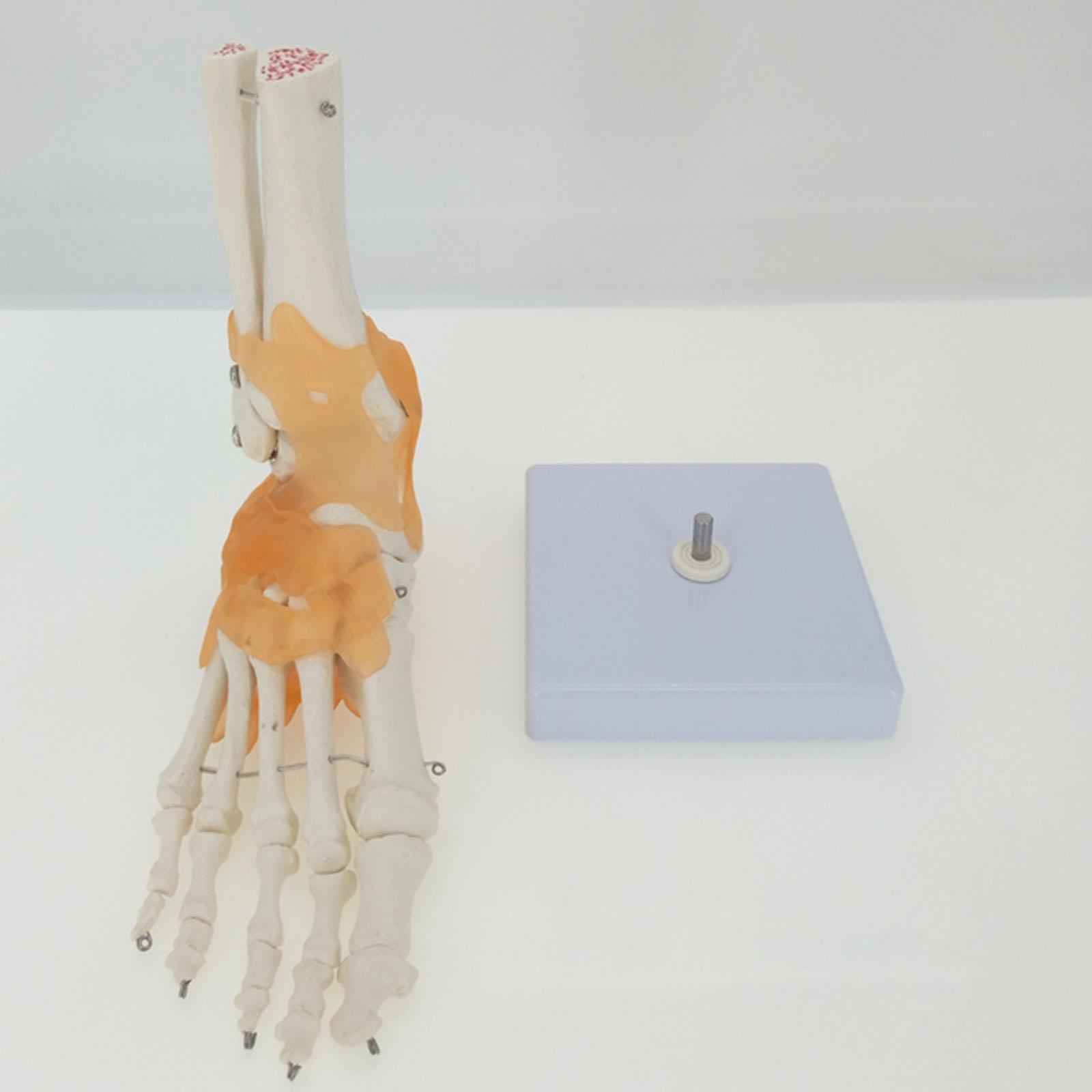 Medizinische Fußpflege In Der Nähe Hausbesuch Funktionale-Fu-Joint-mit-B-nder-Anatomisches-Skelett-Modell