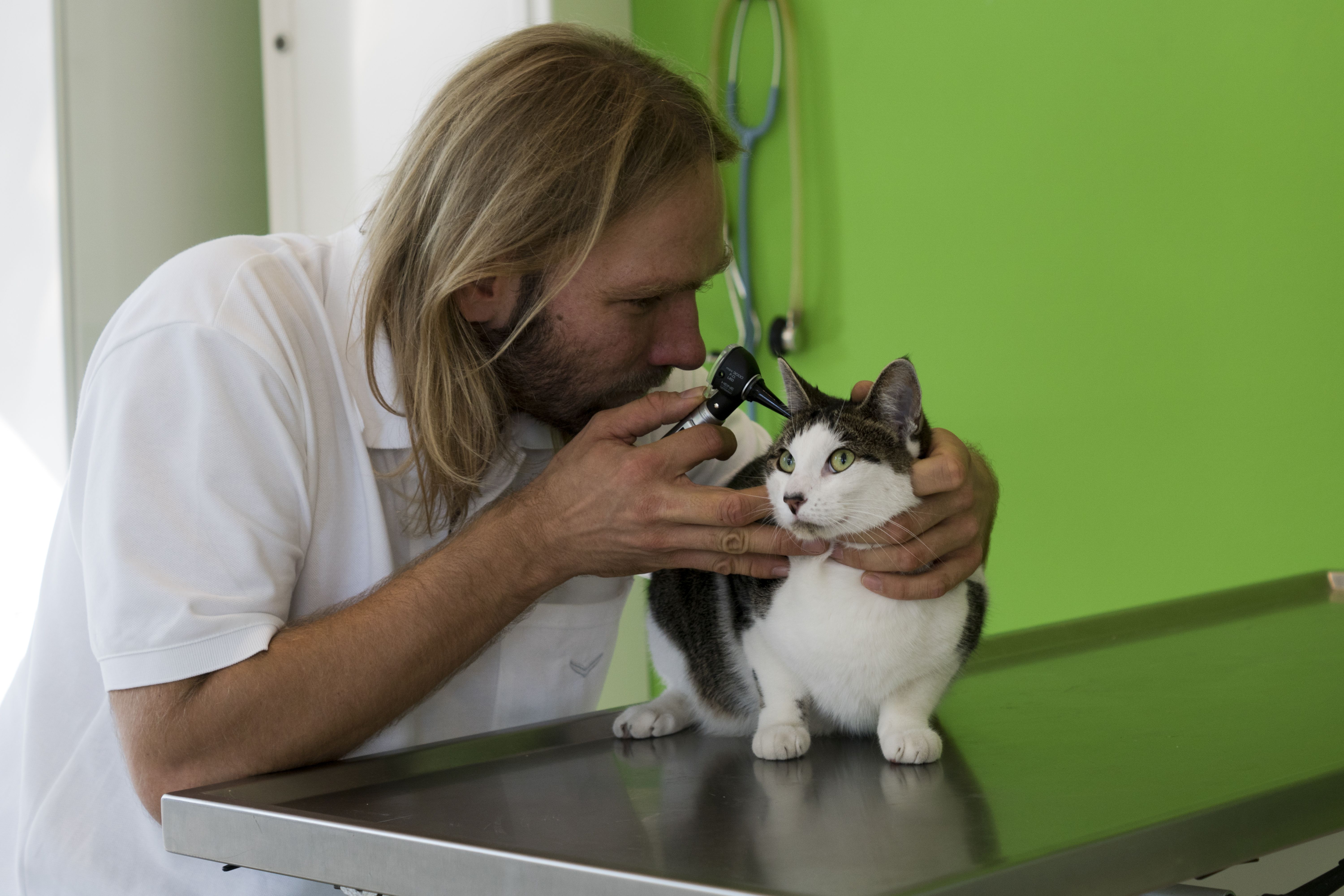 Zentrum Für Tierzahnheilkunde Tierarztpraxis Dr. Alexander Hendricks Krefeld