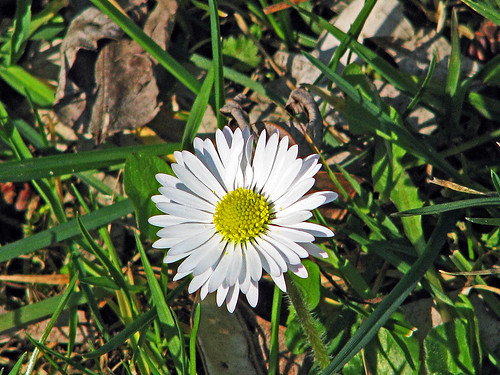Rent A Bike 44 In Berlin Neukölln Gänseblümchen | Bellis perennis Mehrjähriges Gänseblümchen M… | Flickr