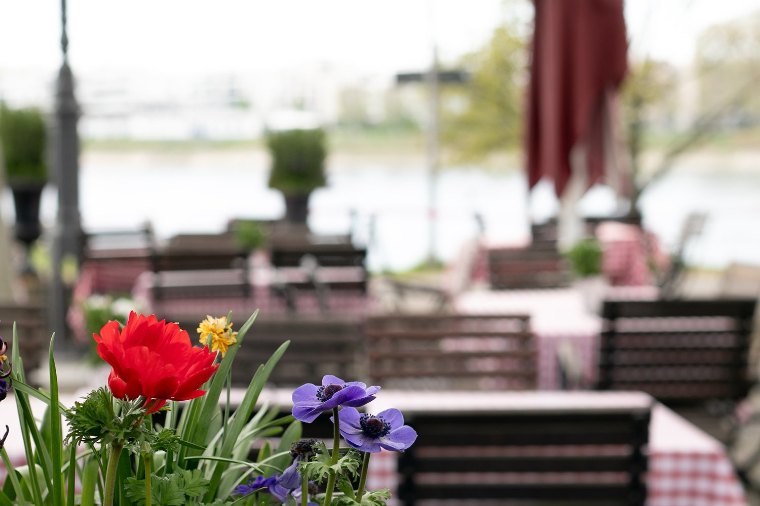 Rheinterrassen Gasthaus Am Fluss Rheinpromenade 15 68163 Mannheim