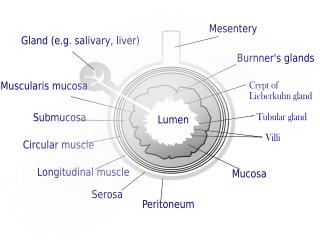 Gut Und Günstig Essen In Neustadt An Der Weinstraße Gastrointestinal tract - wikidoc