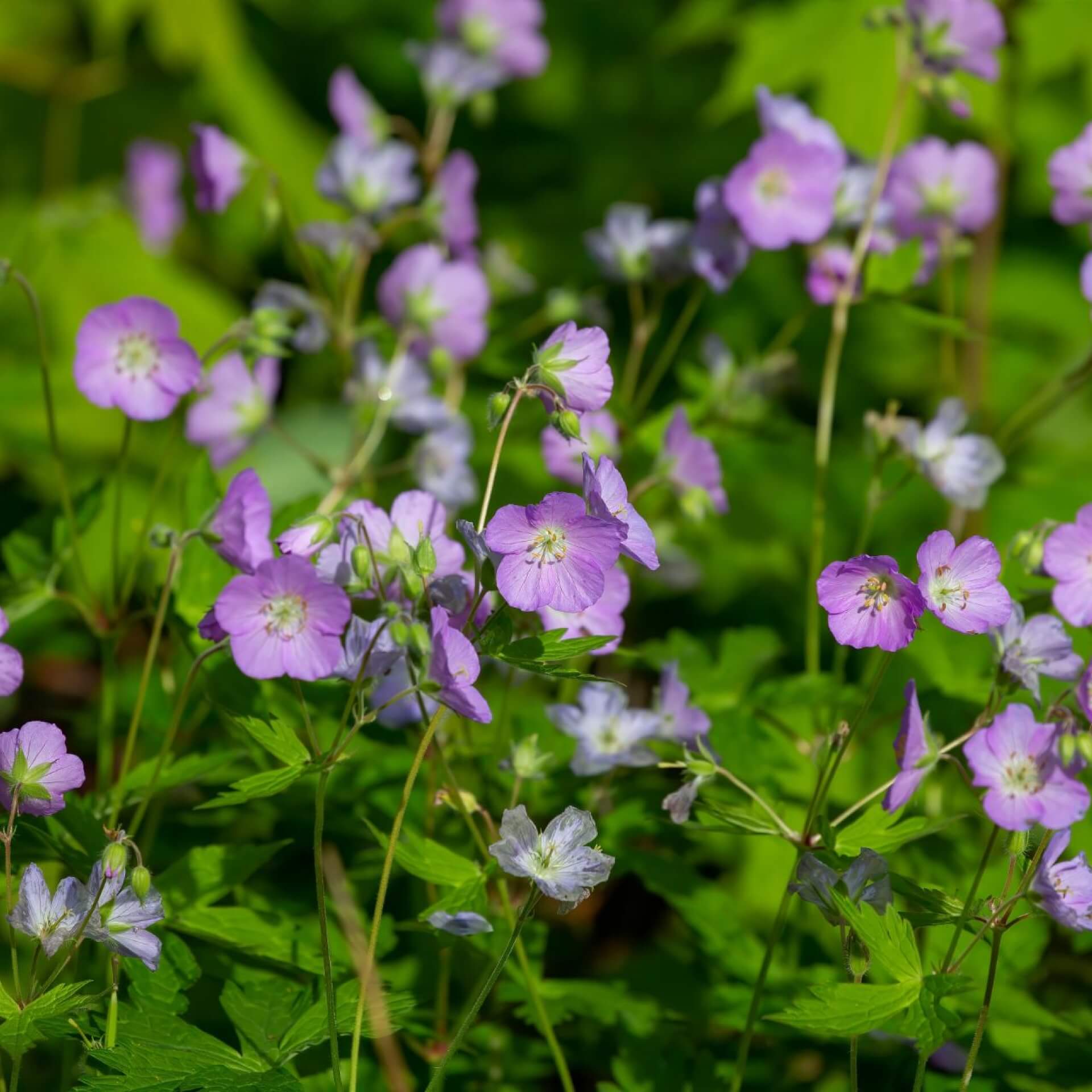 Pflanzen-kölle Gartencenter Gmbh & Co. Kg Wiesbaden Gefleckter Storchschnabel / Geranium maculatum