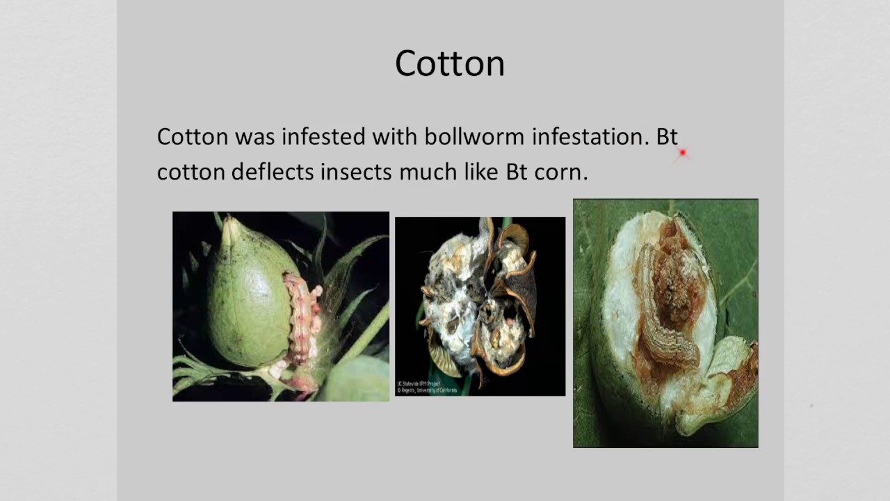 Genetically Engineered Food Pros And Cons Genetically Modified Foods - Pros and Cons - YouTube