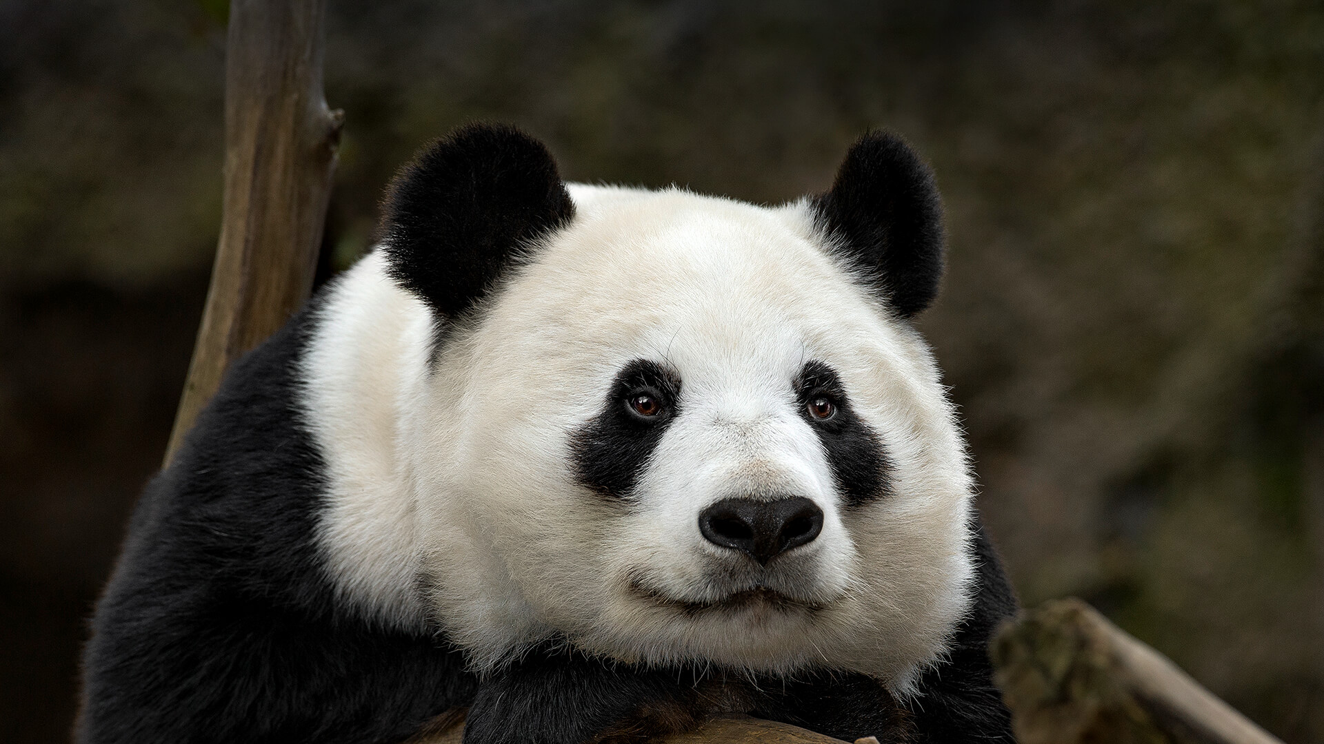 Panda Apotheke An Der Radrennbahn Bielefeld Giant Panda | San Diego Zoo Animals & Plants