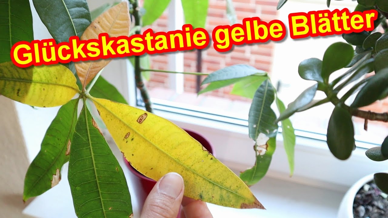 Woher Bekommt Man Gelbe Säcke Glückskastanie Pachira Aquatica gelbe Blätter URSACHE & LÖSUNG