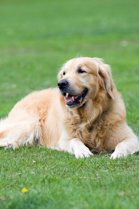 Hund Bei Der Gemeinde Anmelden Golden Retriever · Kostenloses Foto auf Pixabay