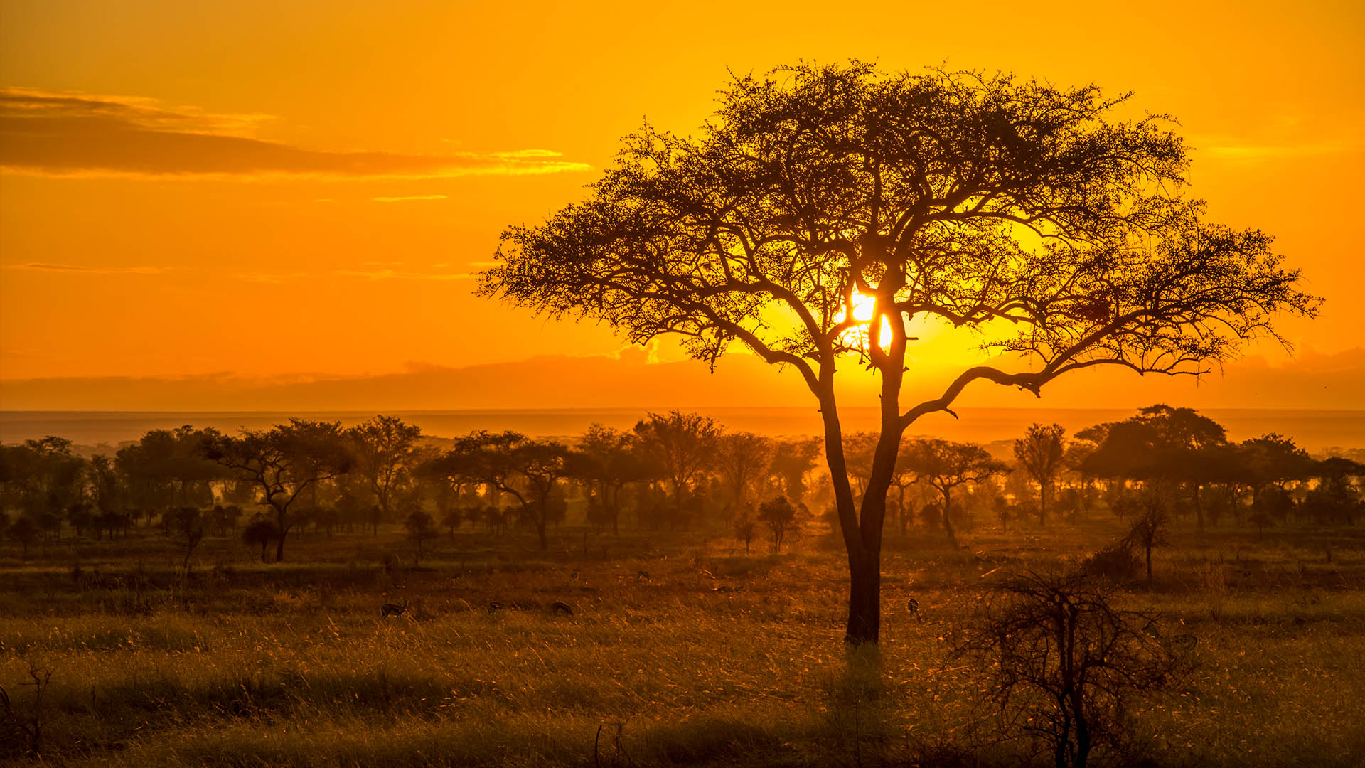 Park Apotheke In Haltern Am See Golden sunset over the savanna in Serengeti National Park, Tanzania