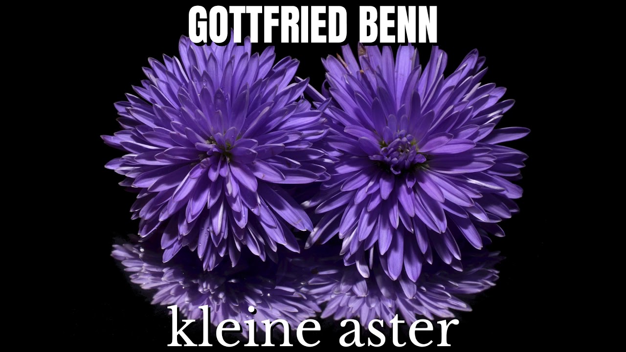 Gottfried Benn Die Kleine Aster