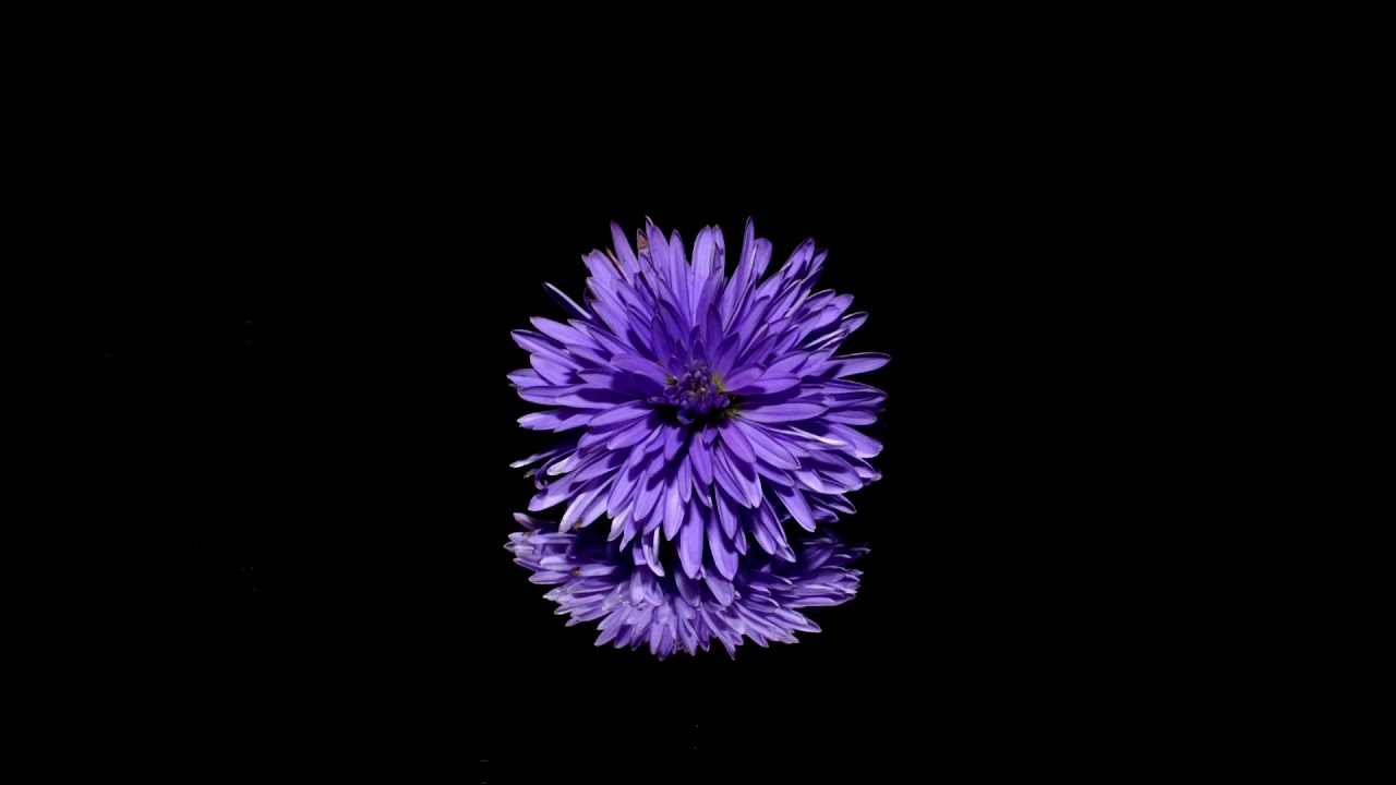 Gottfried Benn Die Kleine Aster Gottfried Benn ~ Kleine Aster - YouTube
