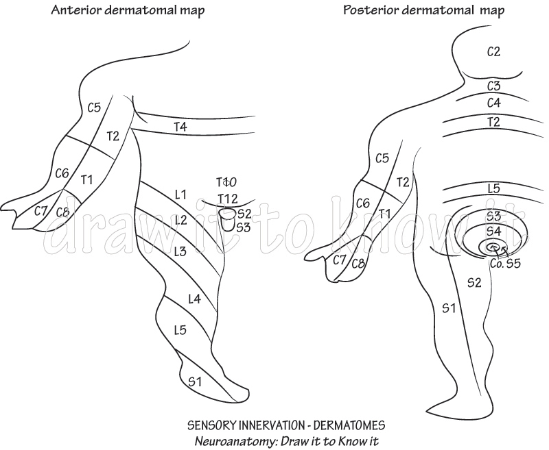 Chirurgische + Orthopädische Gemeinschaftspraxis - Garbsen - Hannover Gross Anatomy Glossary: C3 | ditki medical & biological sciences
