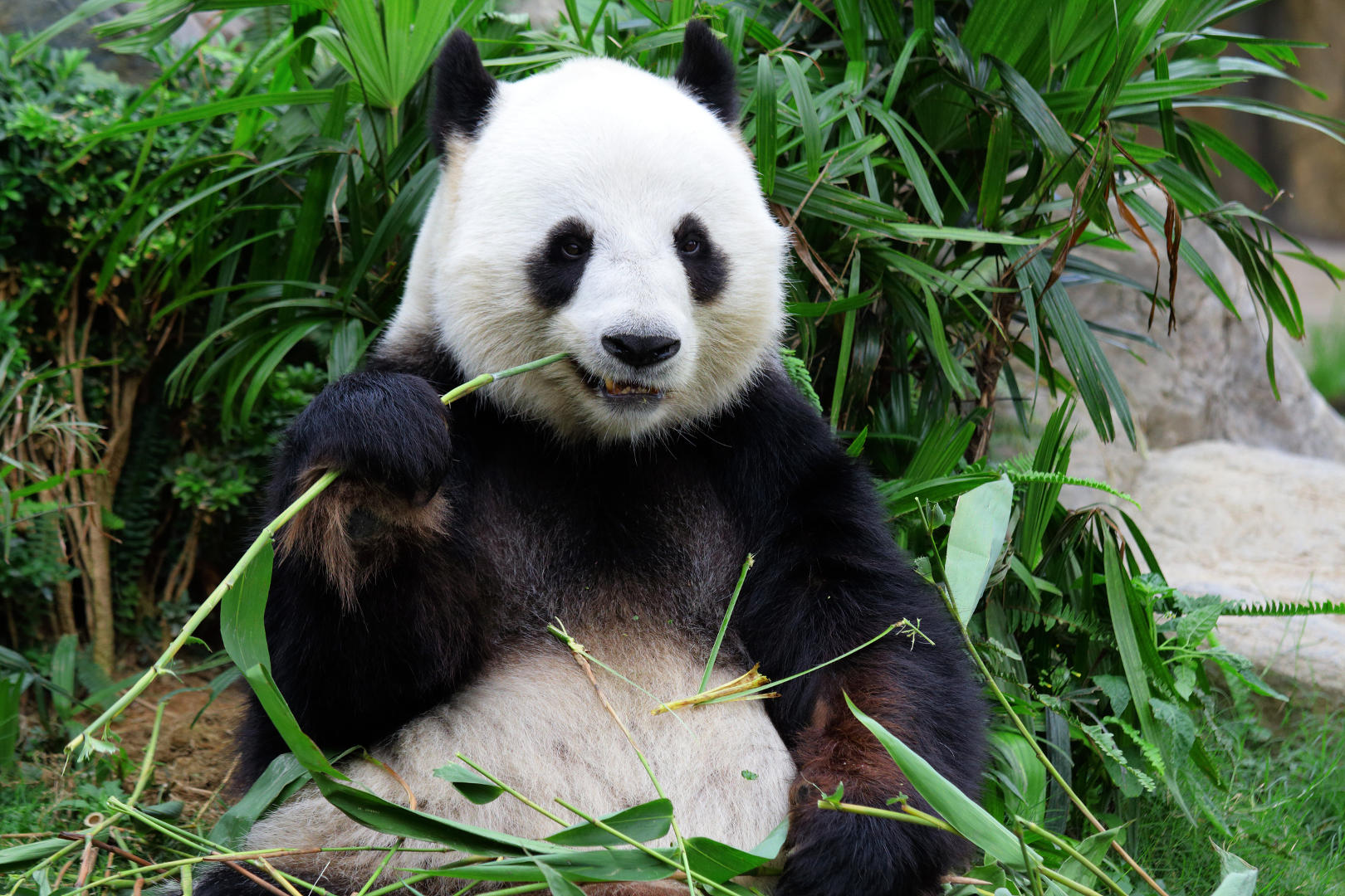 Panda Apotheke An Der Radrennbahn Bielefeld