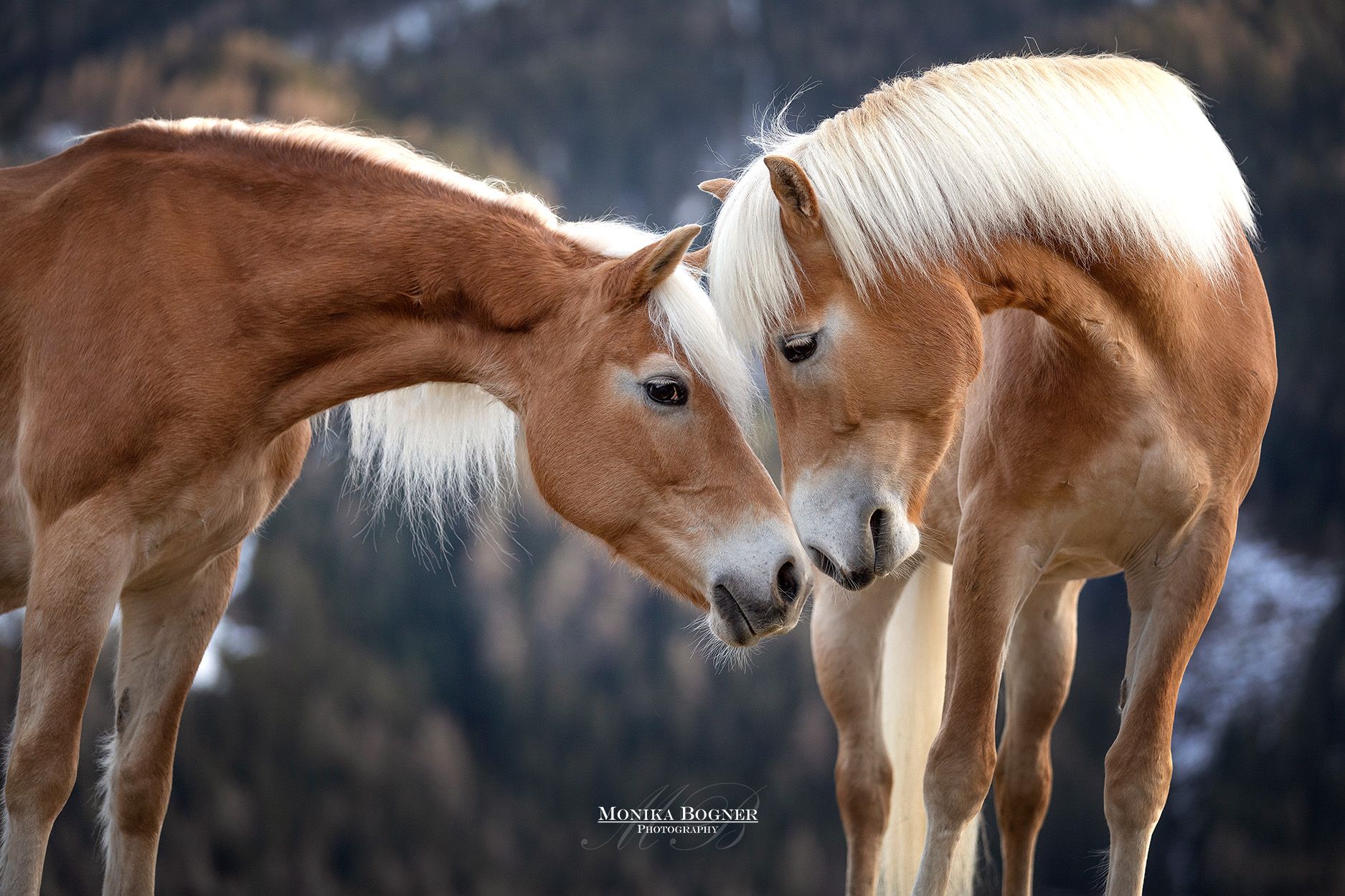 Waschstraße In Der Nähe Jetzt Geöffnet Haflinger in den Bergen in Österreich | 馬