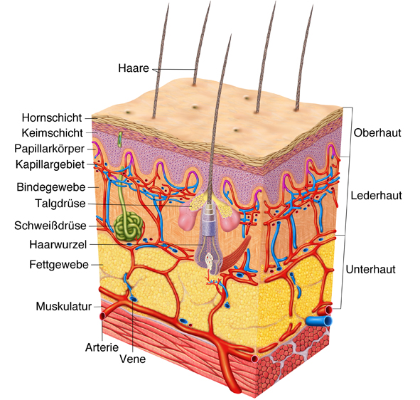 Hautärzte & Allergologie Schubert Konrad Eggert Ruppert Haut – Bioaktive Kollagenpeptide