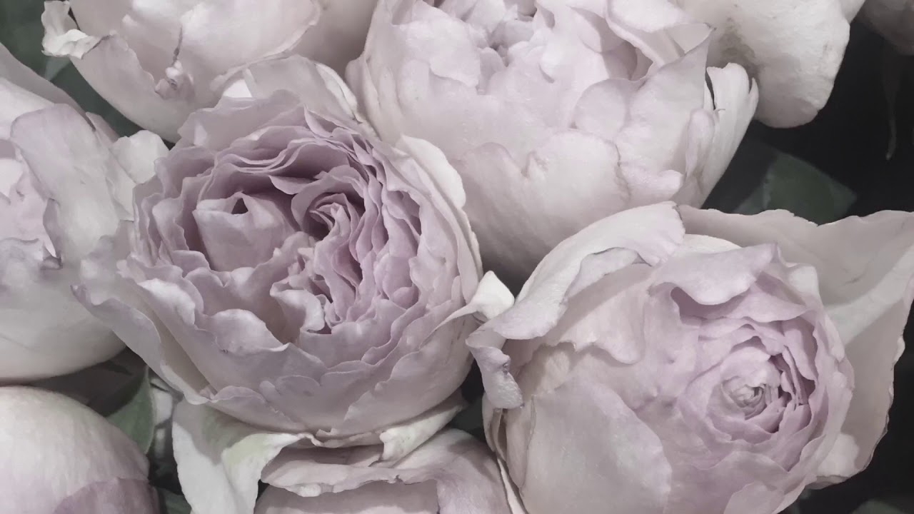 B & P Blumen Und Pflanzen Gmbh Heim Blumen und Pflanzen GmbH in Köln Porz Ensen - YouTube