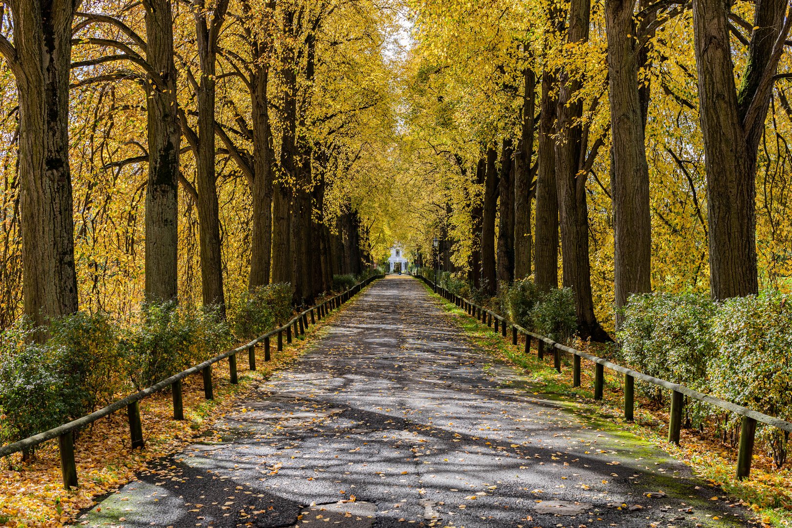 Allee Der Bäume Des Jahres Herbst Allee Foto & Bild | deutschland, europe, bayern Bilder auf