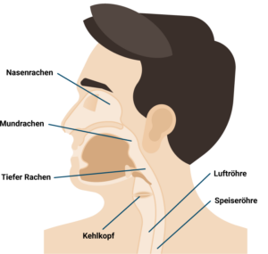 Hno-gemeinschaftspraxis Dr. Kaufmann & Dr. Lampe HNO Oldenburg | Hals | Wissenswertes und Krankheitsbilder