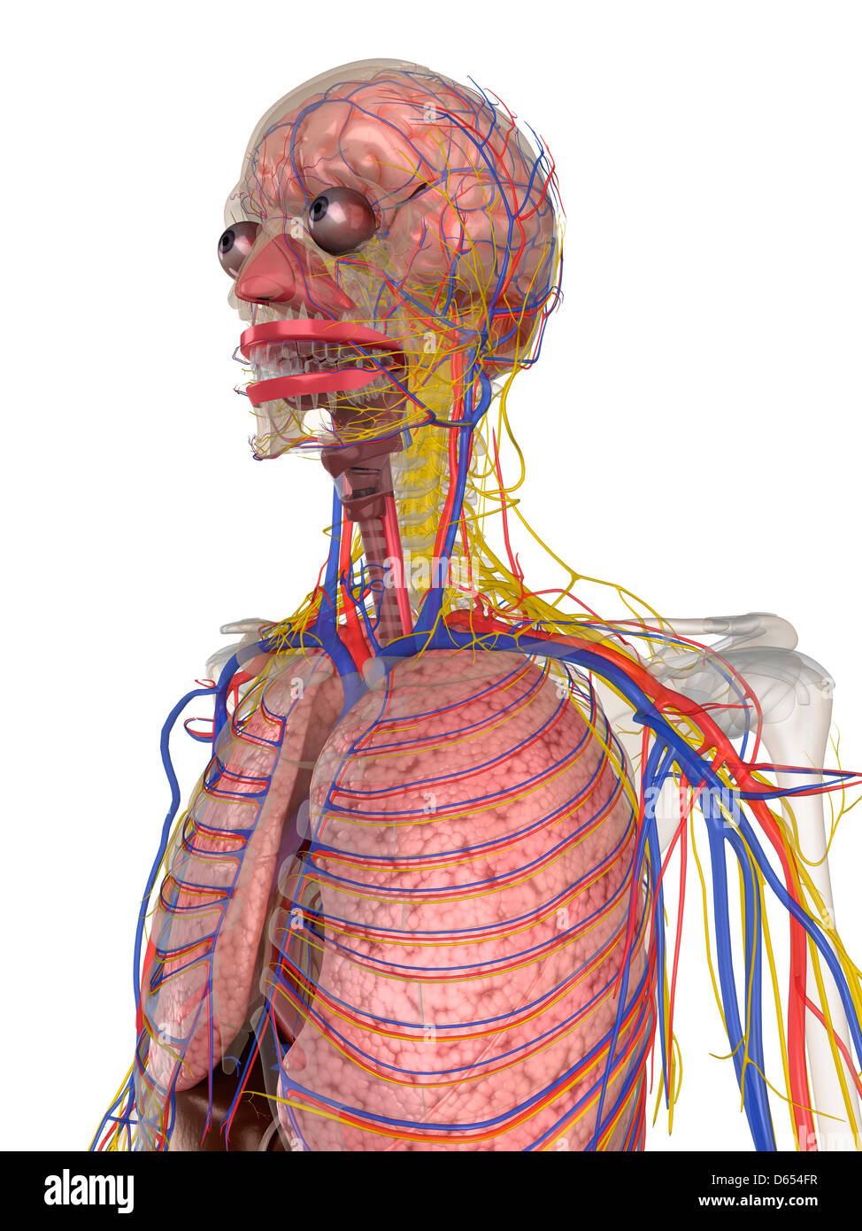 Anatomie Der Inneren Organe Des Menschen Human anatomy -Fotos und -Bildmaterial in hoher Auflösung – Alamy
