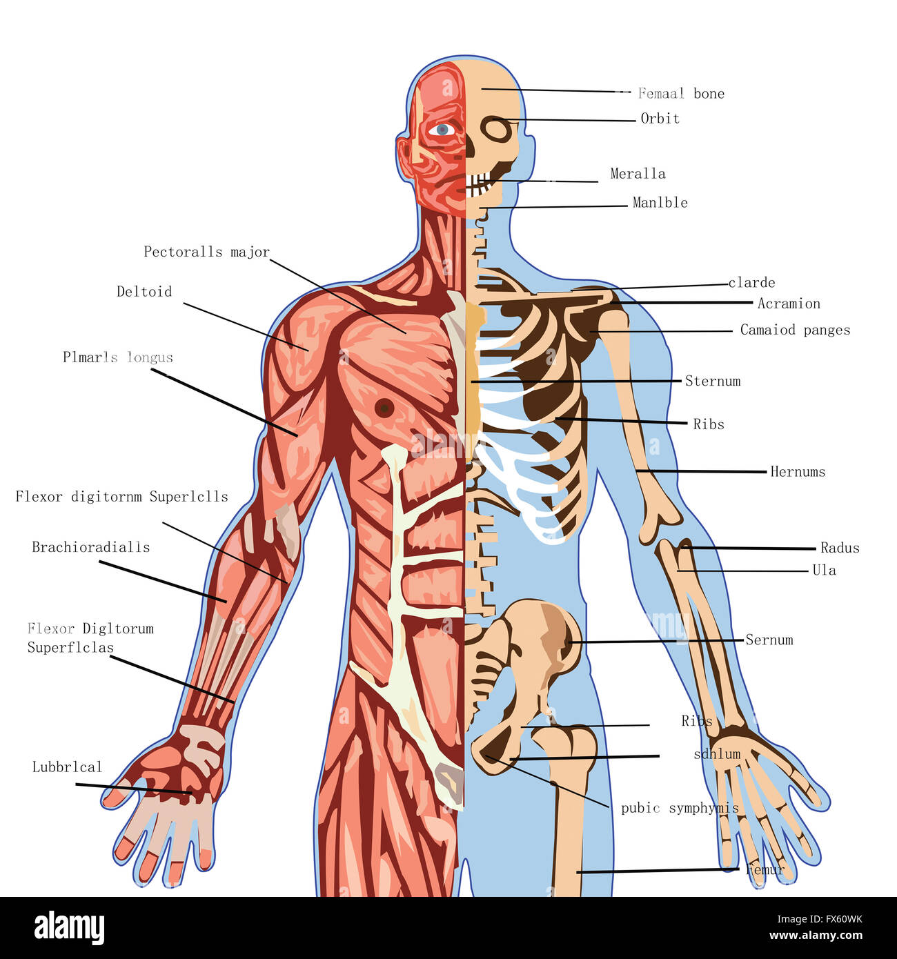 Anatomie Der Inneren Organe Des Menschen