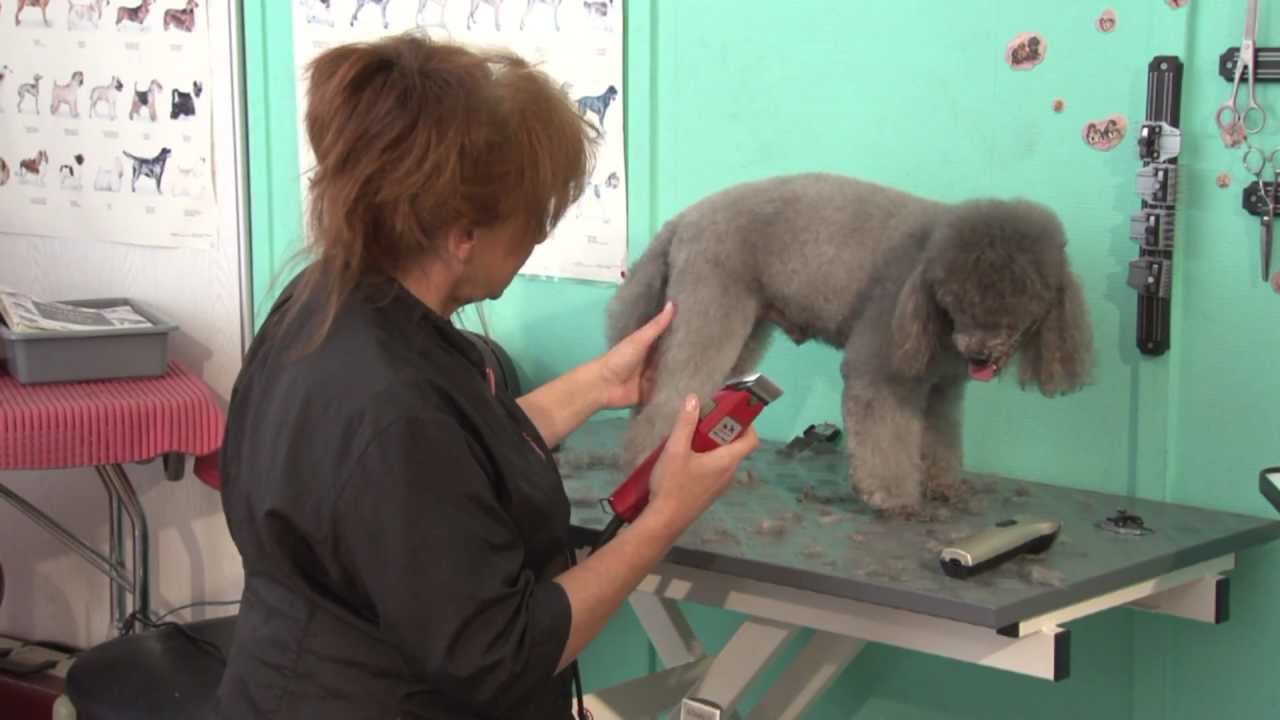 Hundefriseur In Der Nähe Online Termin Hundefriseur DVD Workshop, Hundepflegeschule, Groomerausbildung