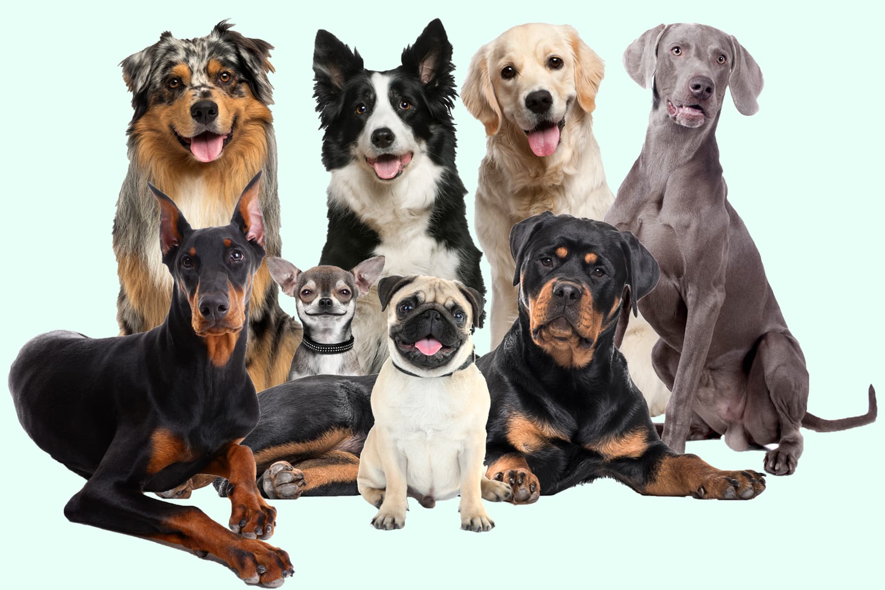 Hunde Zu Verschenken In Lübeck Hunderassen