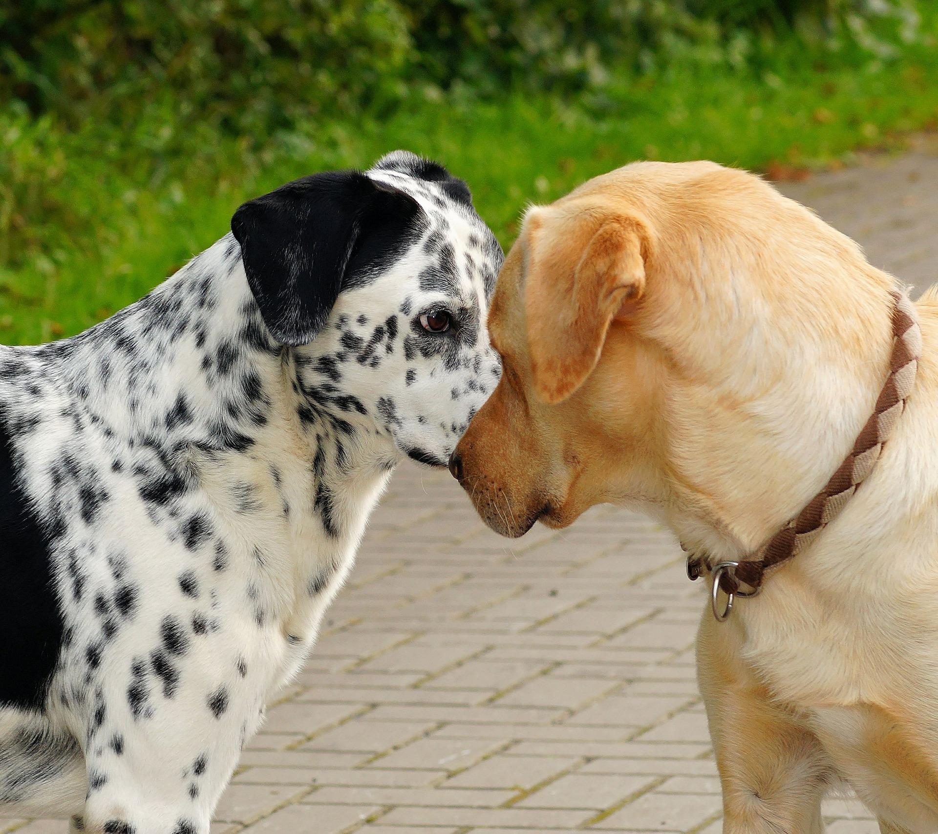 Hunde Zu Verschenken In Lübeck