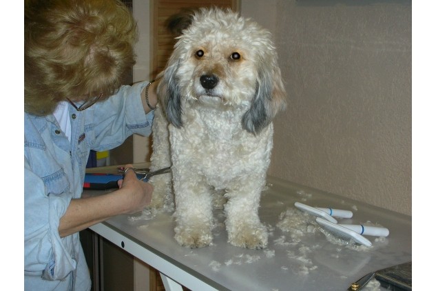 Hundefriseur In Der Nähe Online Termin Hundesalon Picco Bello - Ihr Hundefriseur in Eschborn