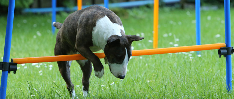 Huni Hunde-uni I Hundeschule In München An Der Isar Hundeschule in München