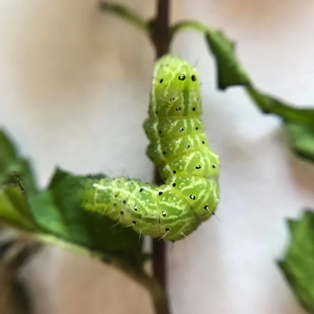 Welcher Hausarzt In Gera Nimmt Noch Patienten Auf Identify 25 Types of Green Caterpillars in Your Garden