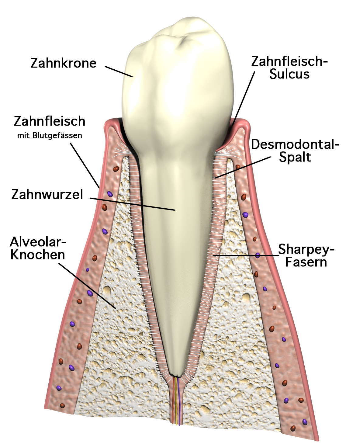 Zahnärzte Dr. Martina Lösser Dr. Frank Lösser M.sc. In Siegen Ihr Spezialist für Parodontose in Ratingen