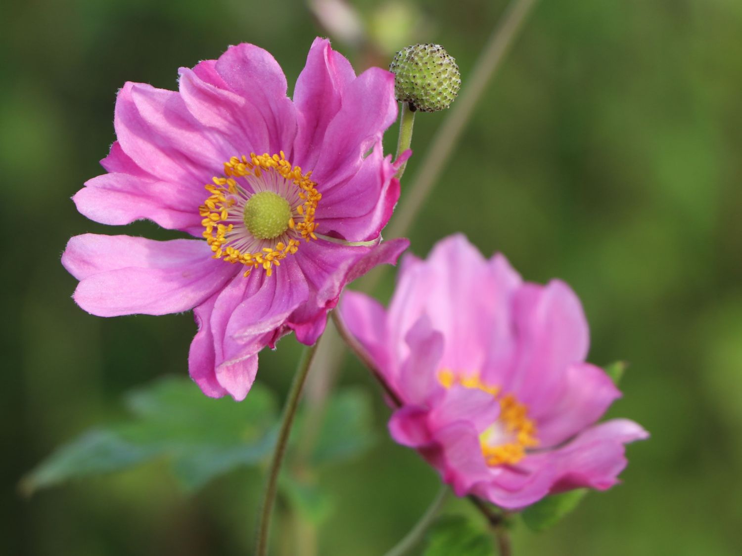 Margarete Victoria Weber Fa Für Hals-nasen-ohrenheilkunde Japanische Herbst-Anemone 'Margarete' - bestes Stauden-Wissen