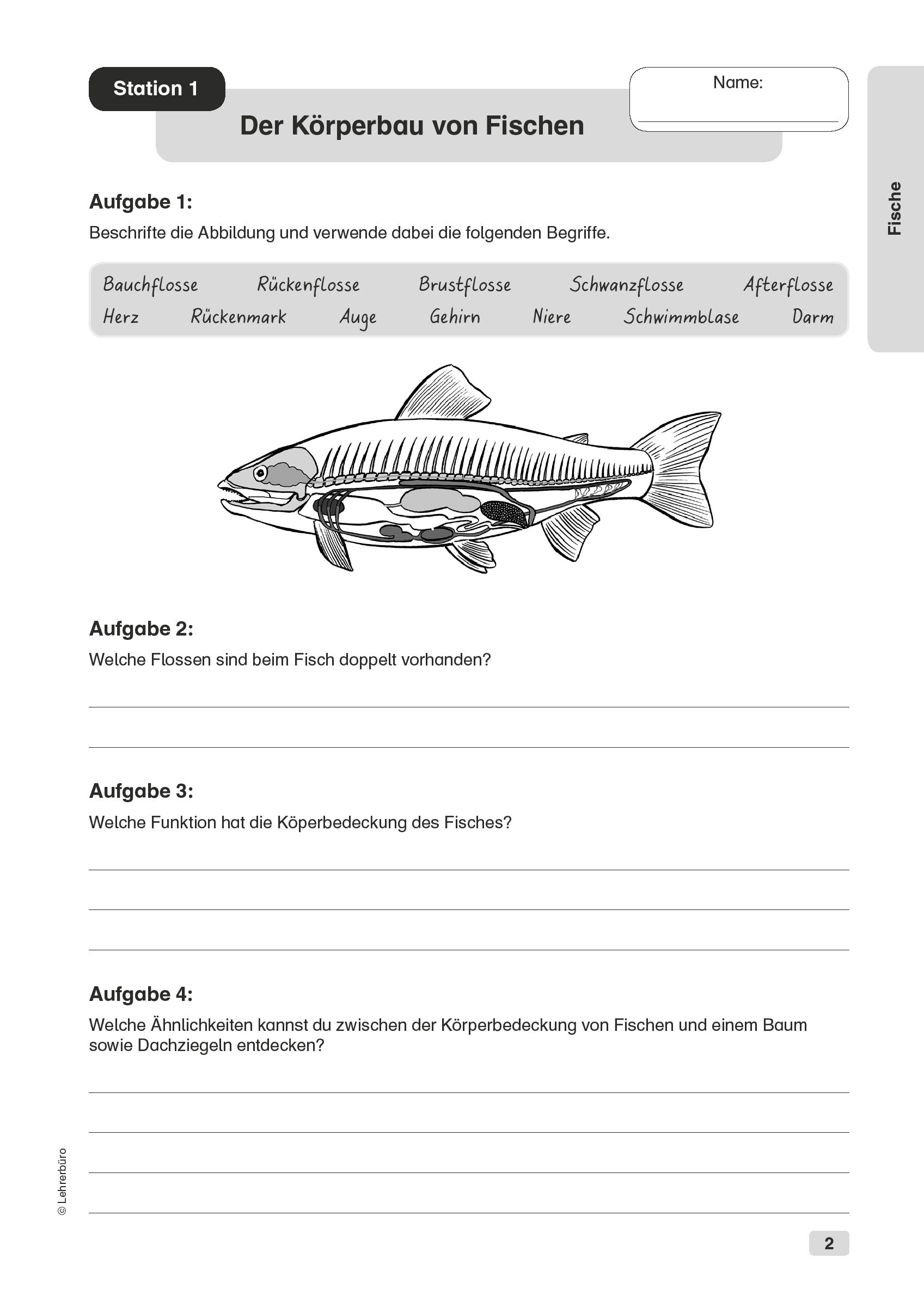 Biologie 5. Klasse Gymnasium Klassenarbeit Klassenarbeiten