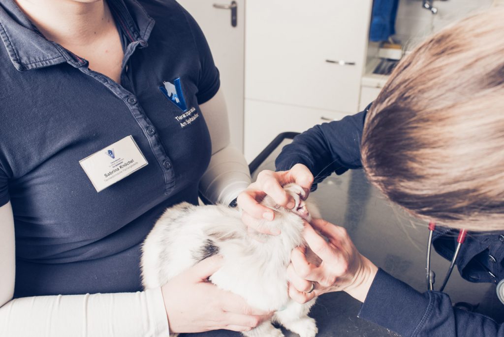 Tierarzt Dr. Med. Vet. Stefan Flöck Kleintierpraxis