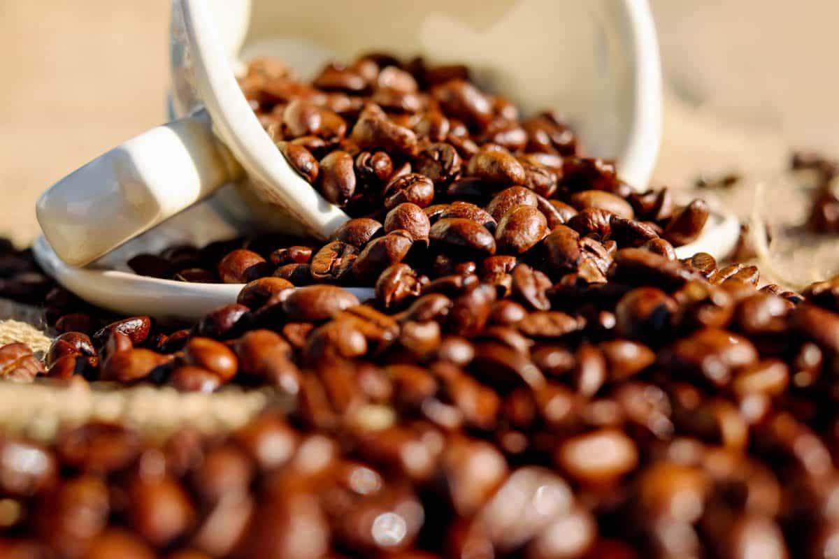 Kaffee In Der Nähe Jetzt Geöffnet Kostenlose Bild: Bohne, Kaffee, Lebensmittel, Getränke, Koffein