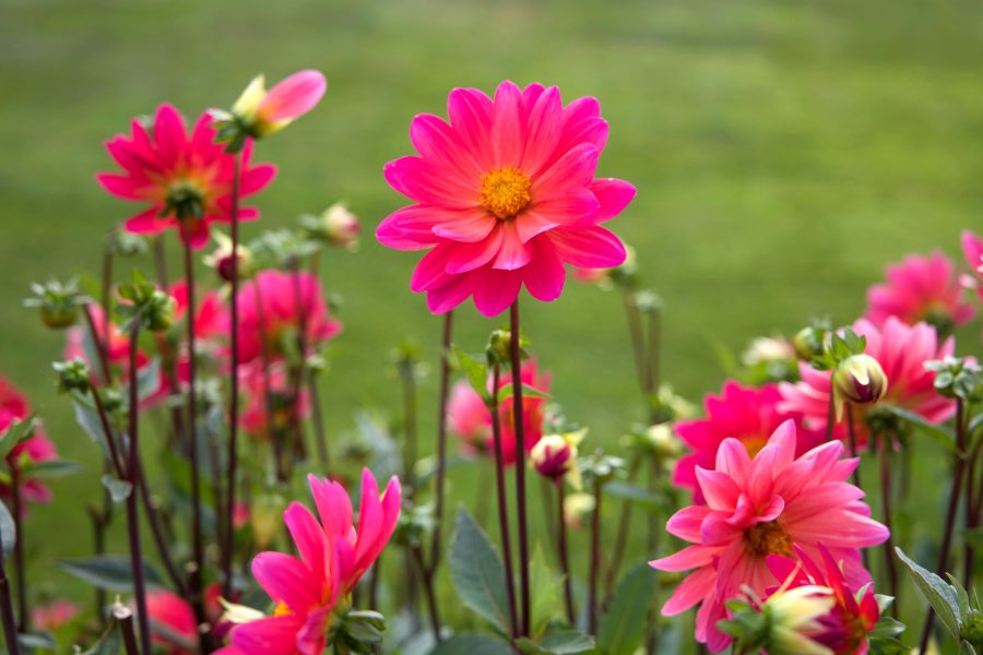 Blumen Kamm Inh. Friedrich Peter Kamm Kostenlose Bild: rosa Blumen, große Blüten, Nektar Blumen, Blumen, Sommer