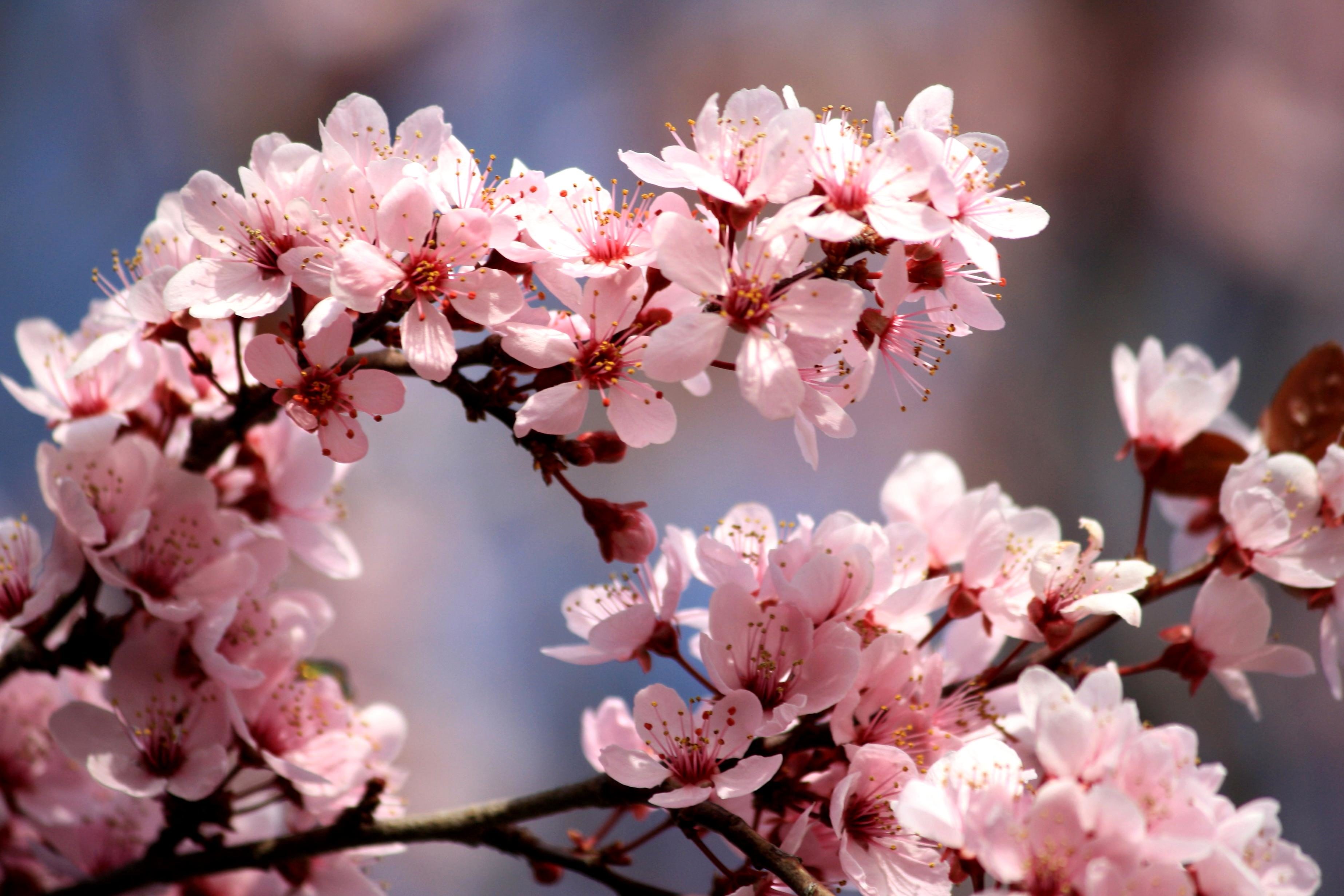 Blumen Günstig Kaufen In Der Nähe Kostenlose Bild: Rosa, Pflaume Blumen, Blüten, Frühling, Zweige