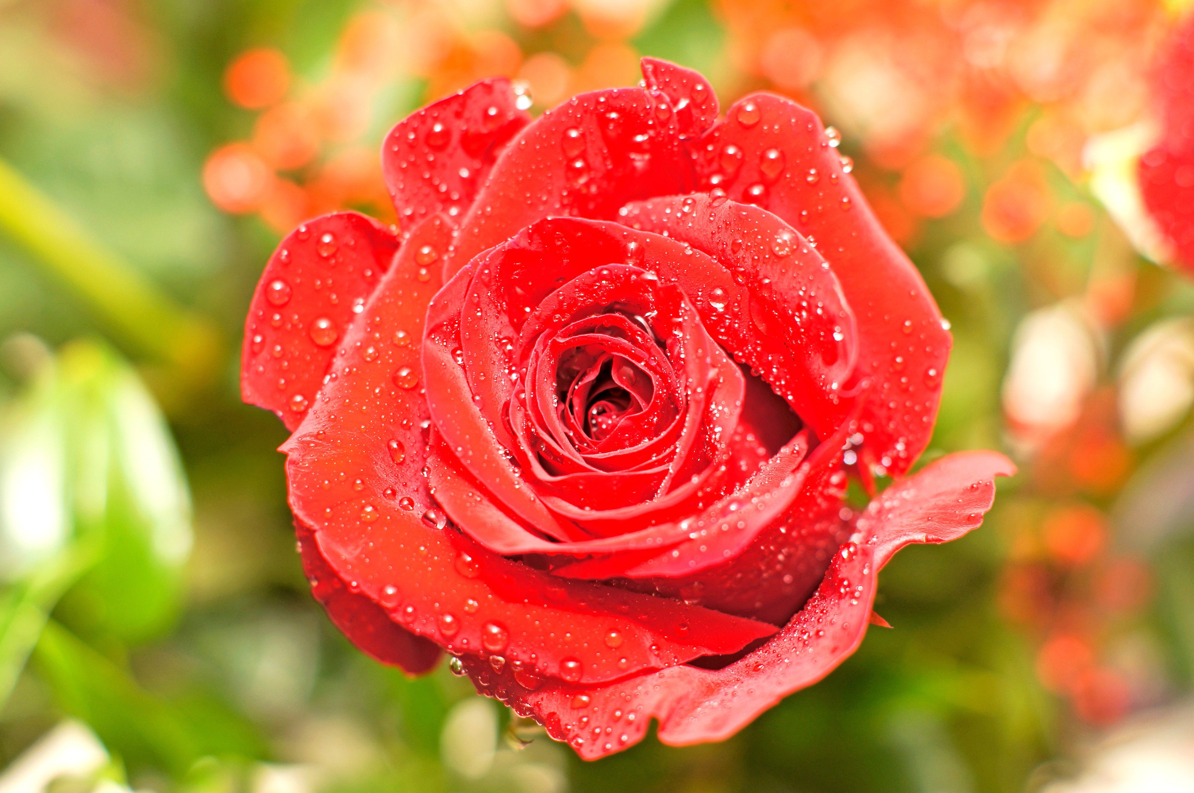 Rote Karte Berlin Termin Buchen Kostenlose Bild: rote Rose, Wassertropfen, Blütenblätter, Blume, Garten