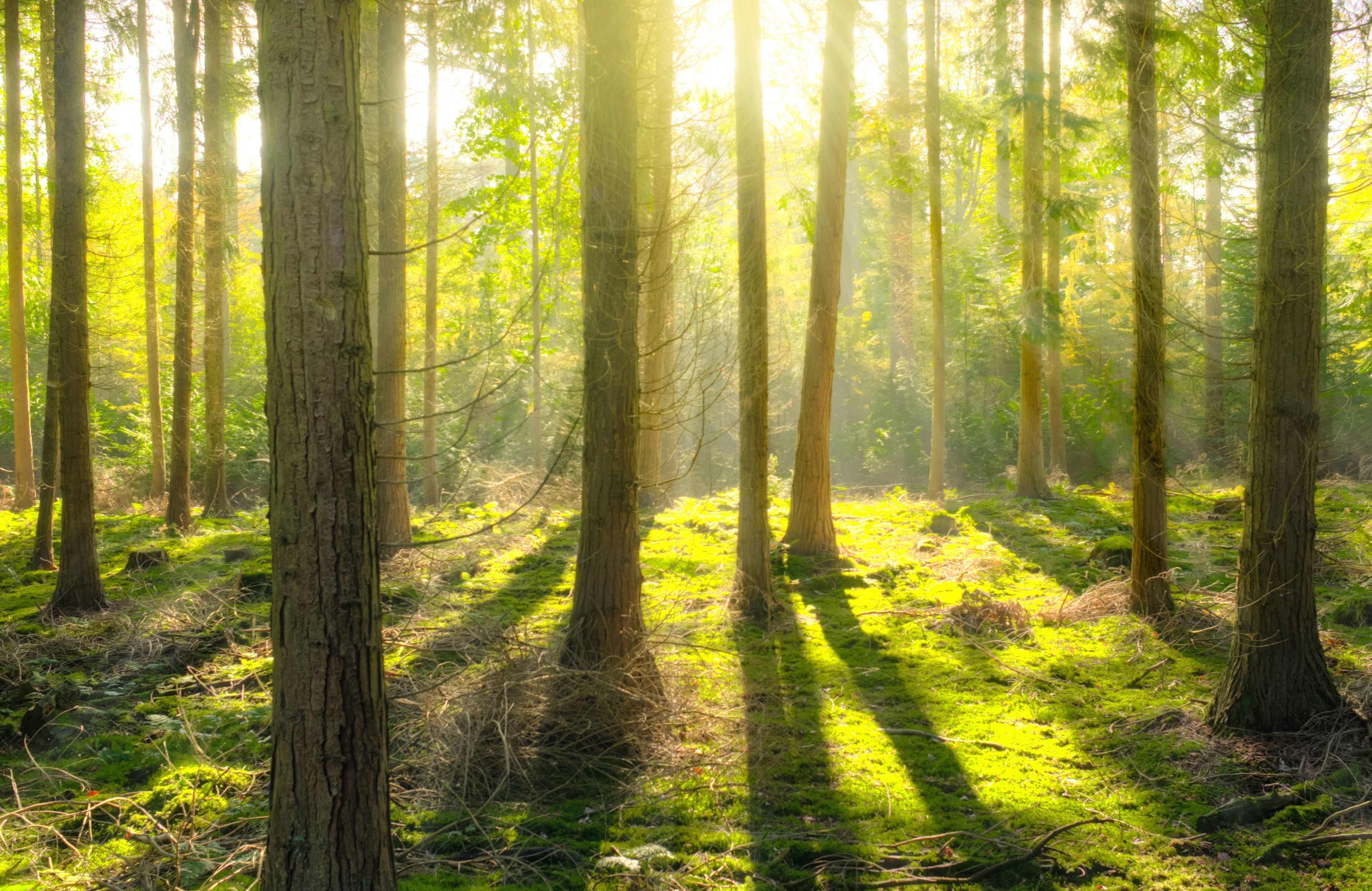 Wald Erlebnispfad In Der Nähe