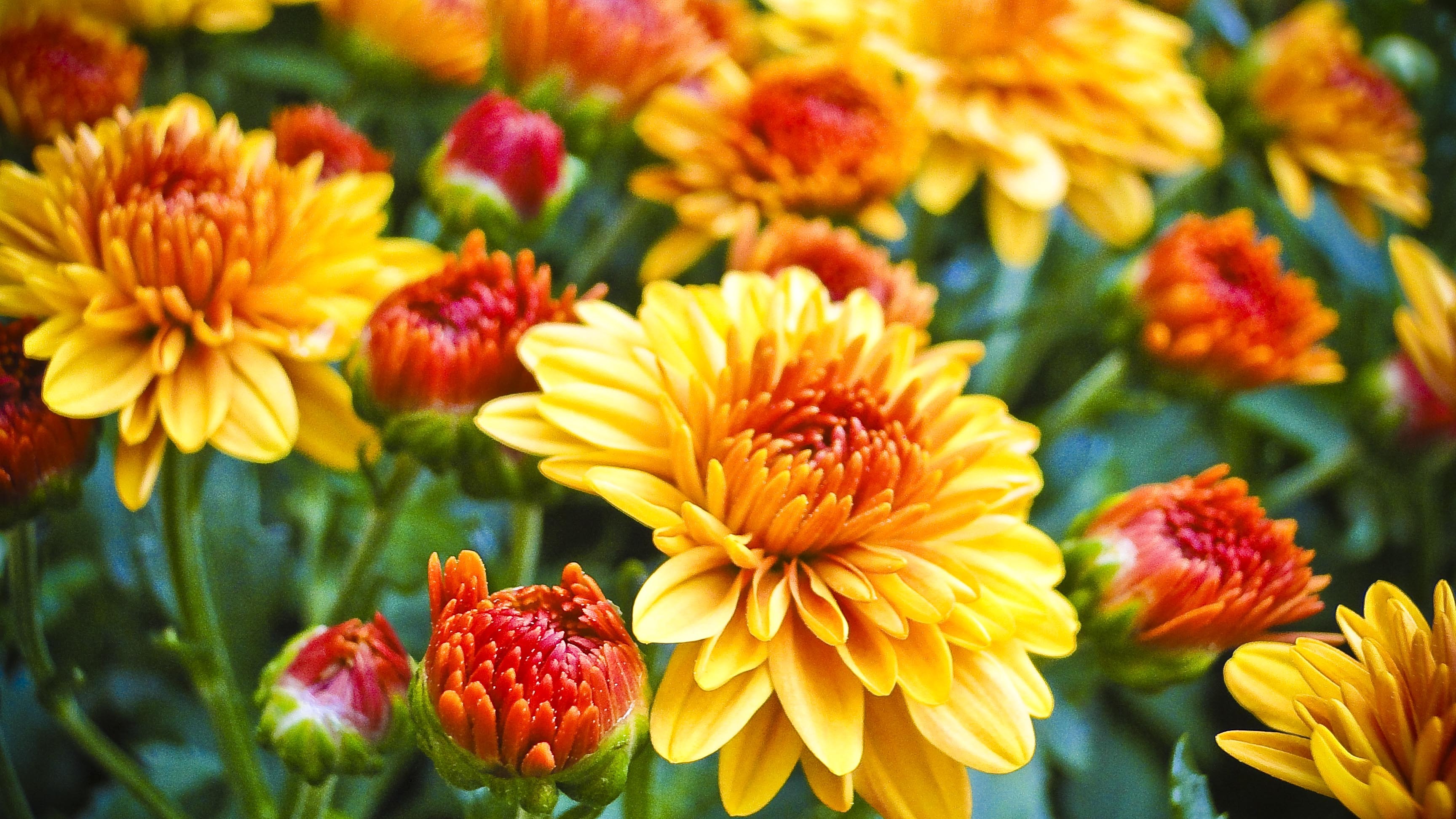 Blumen Und Gartenbau Seiterle Gmbh In Rastatt Kostenlose foto : blühen, Stengel, Blatt, Blume, Blütenblatt, Blumen
