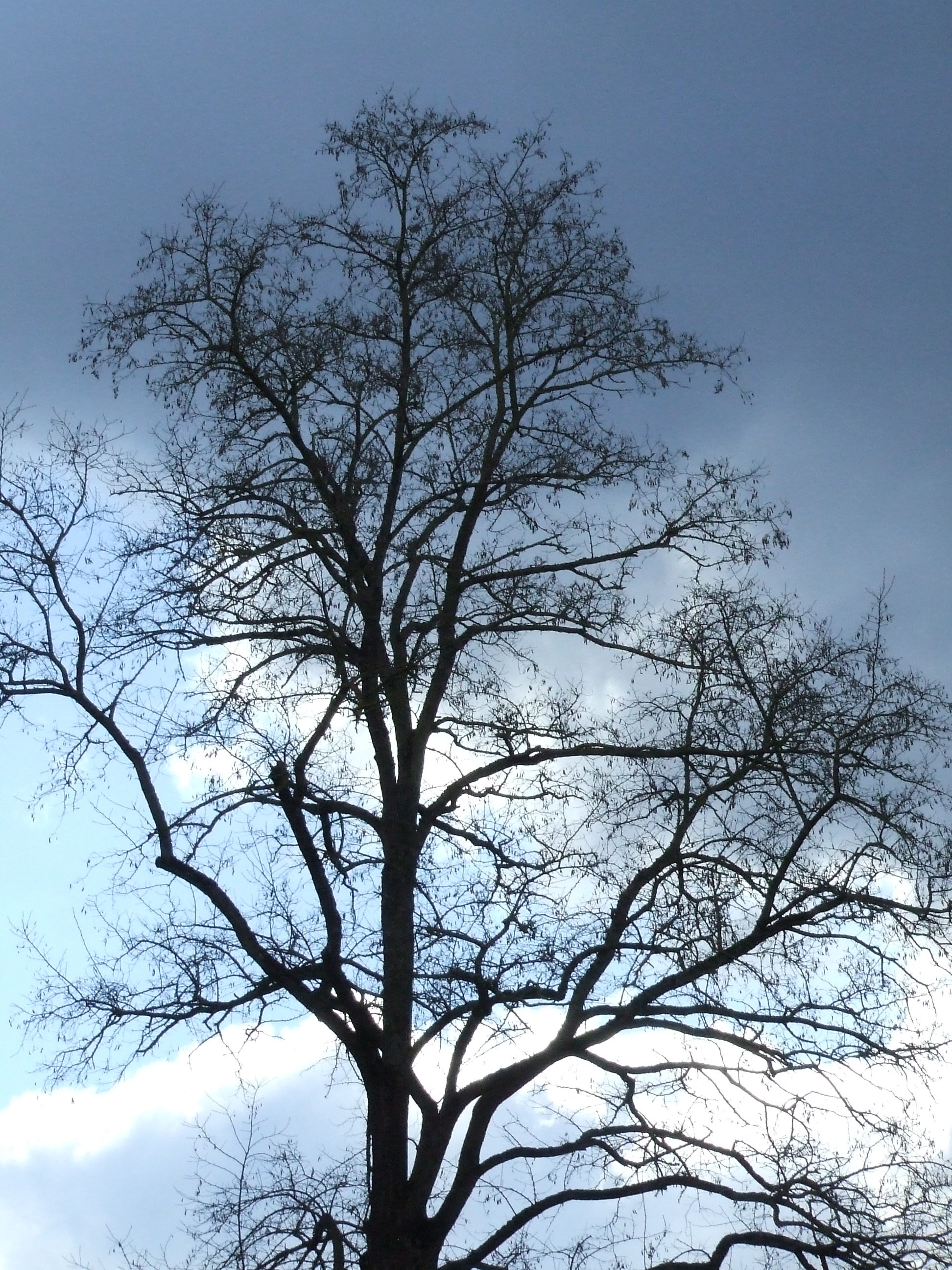 Baumärkte In Der Nähe Jetzt Geöffnet Kostenlose foto : Natur, Ast, Schnee, Winter, Himmel, Sonne, Blatt