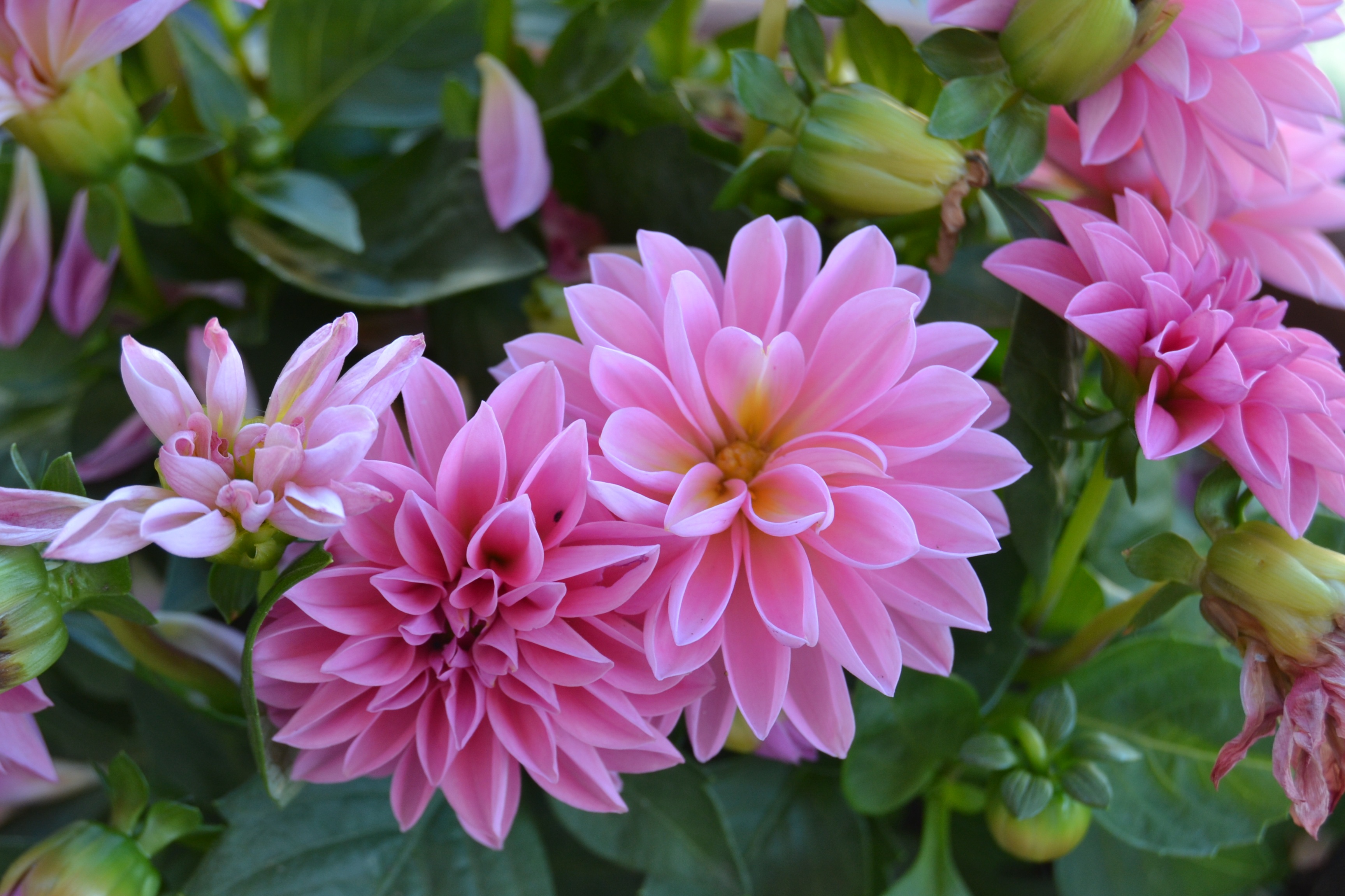Blumen Und Gartenbau Seiterle Gmbh In Rastatt