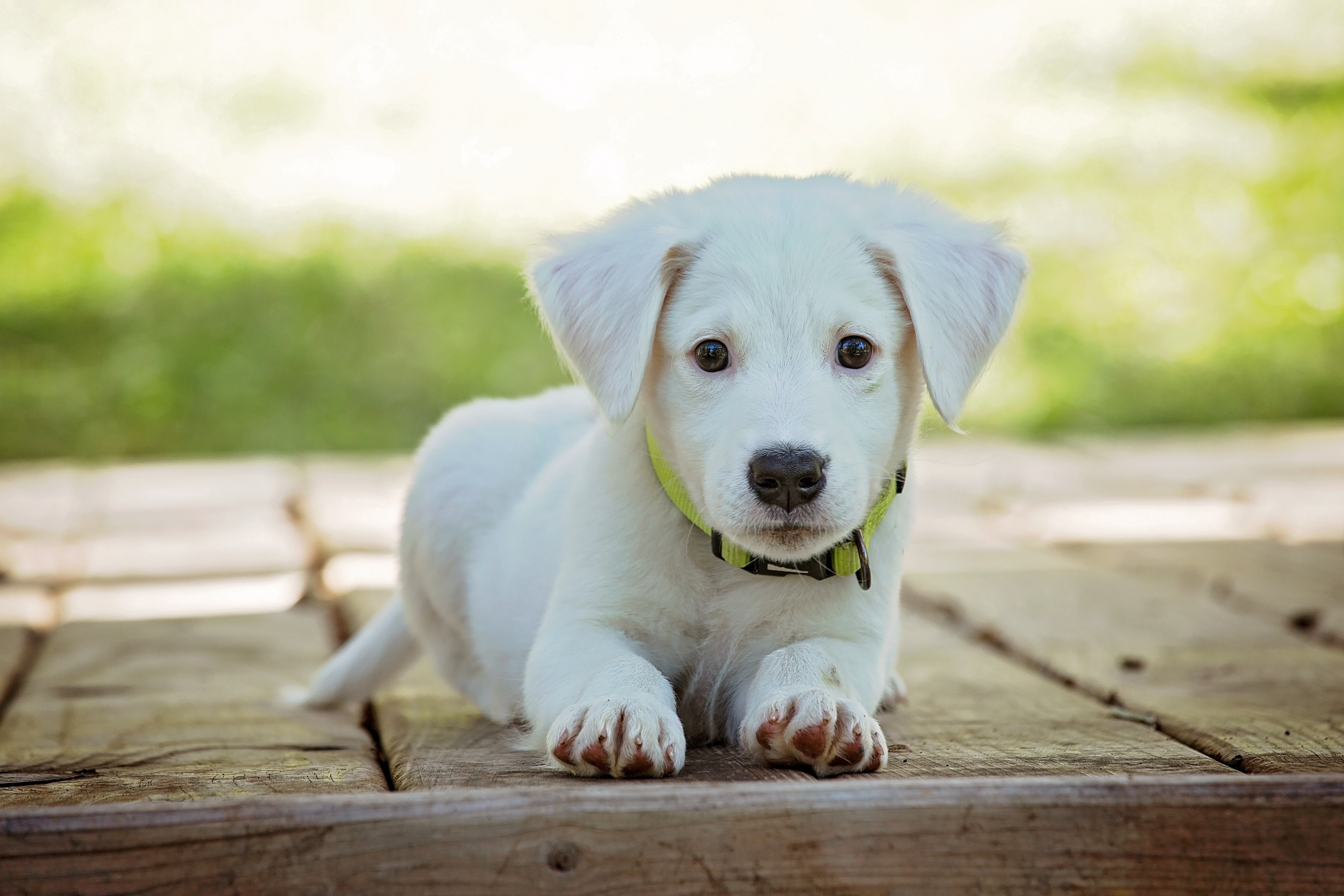 Hund Bei Der Gemeinde Anmelden Kostenlose foto : Weiß, Welpe, Tier, niedlich, Eckzahn, Suchen
