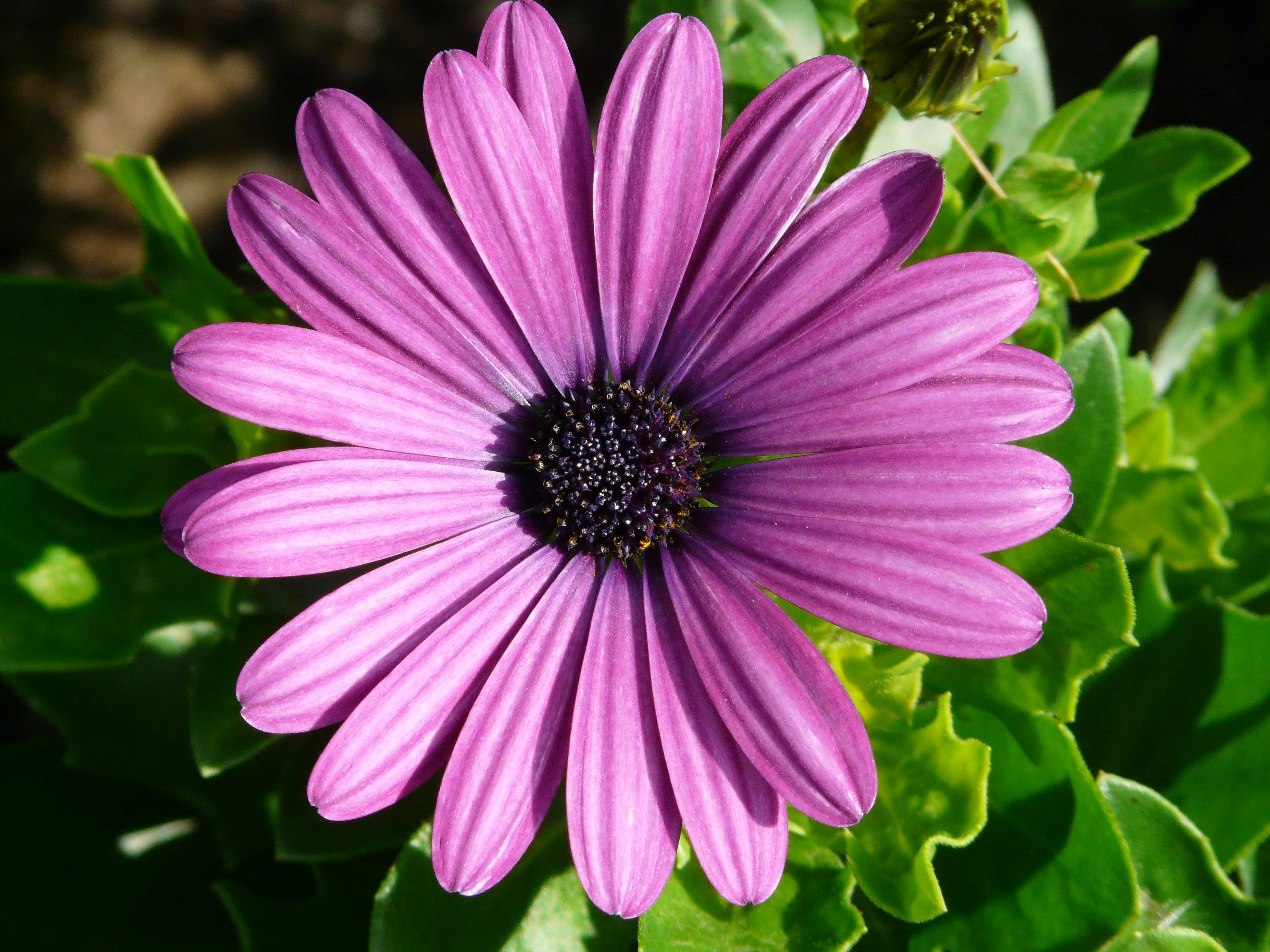 Blumen In Der Nähe Jetzt Geöffnet Kostenloses Foto zum Thema: blätter, blühen, blume
